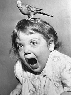 Funny Wallpapers 0016